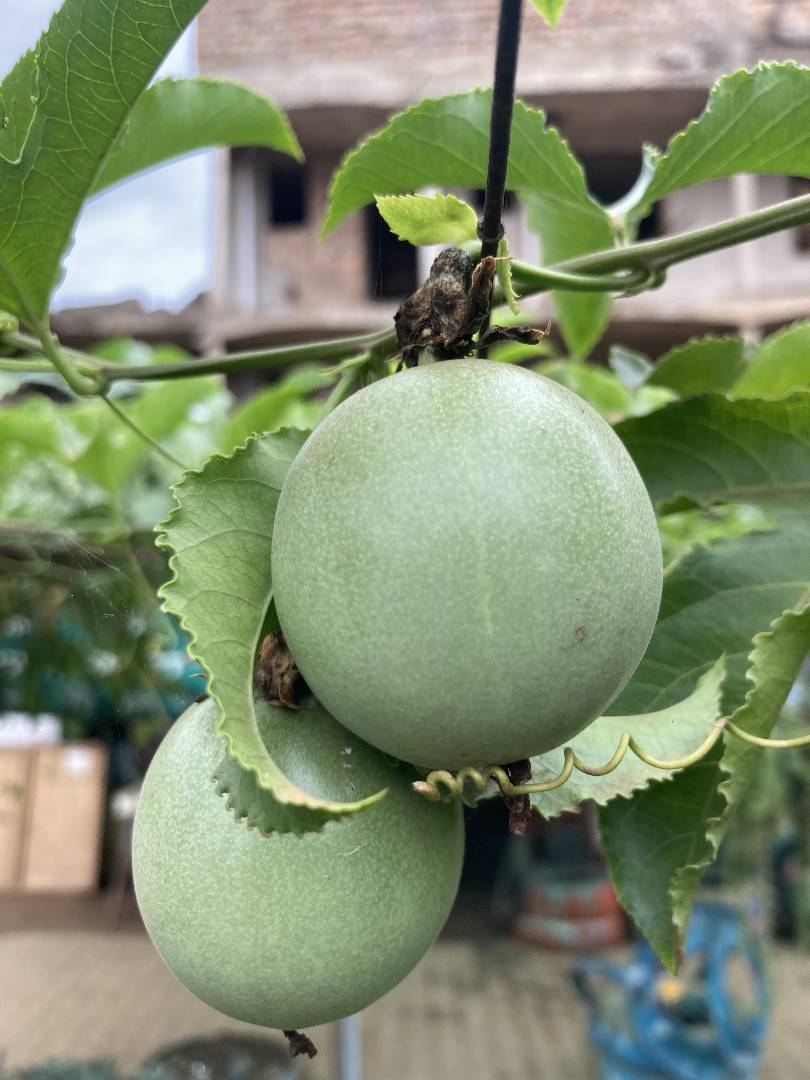 Holistic Actions for Development and Empowerment tweet media