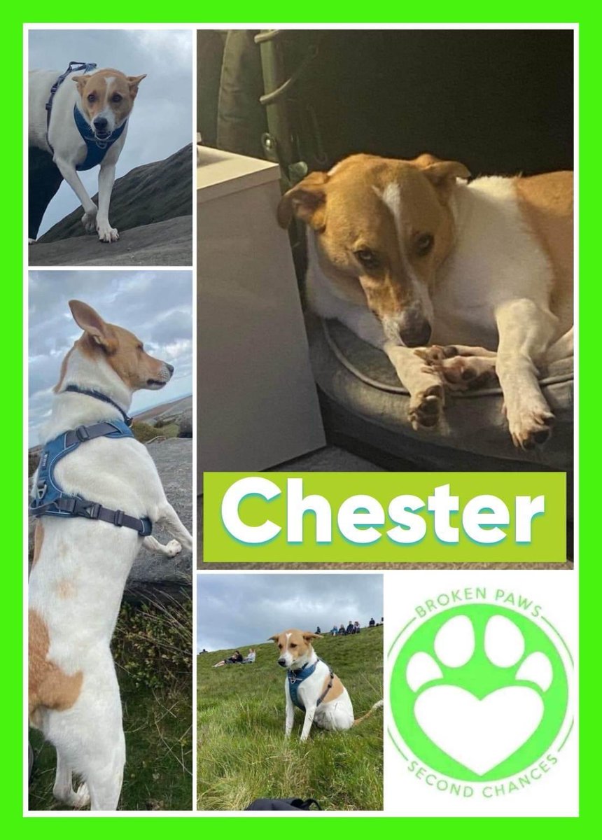 BrokenPawsSC's tweet photo. In the uk needed foster or adopt 
#AdoptDontShop #rommierescue https://t.co/qh48ibhjBw