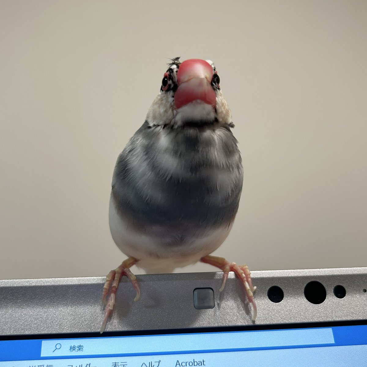 choco200614's tweet photo. PC守護神。ちょこ髪型どうした
#文鳥 https://t.co/8aFfXglI2C