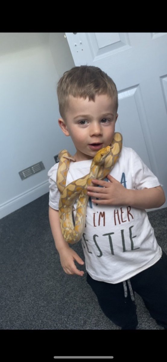 Monkey_drum's tweet image. His favourite noodle 🐍 #reticulatedpython