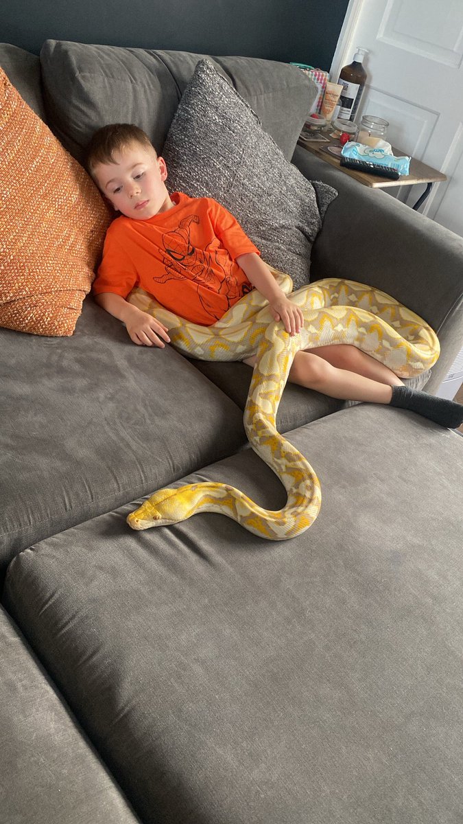 Monkey_drum's tweet image. His favourite noodle 🐍 #reticulatedpython