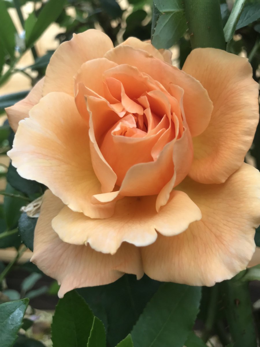 Todays rose beauty #roses #gardening