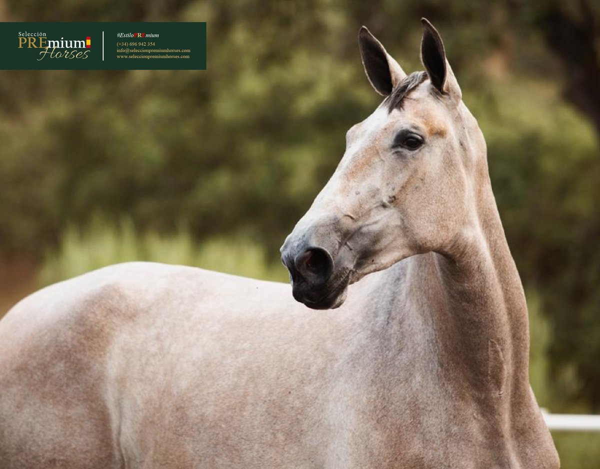 PREmium_Horses's tweet photo. 🐴 Estilo PREmium 🇪🇸
📲 (+34) 696 94 23 54
📩 info@seleccionpremiumhorses.com
#seleccionpremiumhorses #concursomorfológico #purarazaespañola #caballoespañol #caballoPRE #estiloPREmium #PRE https://t.co/bFDbo5zvoF