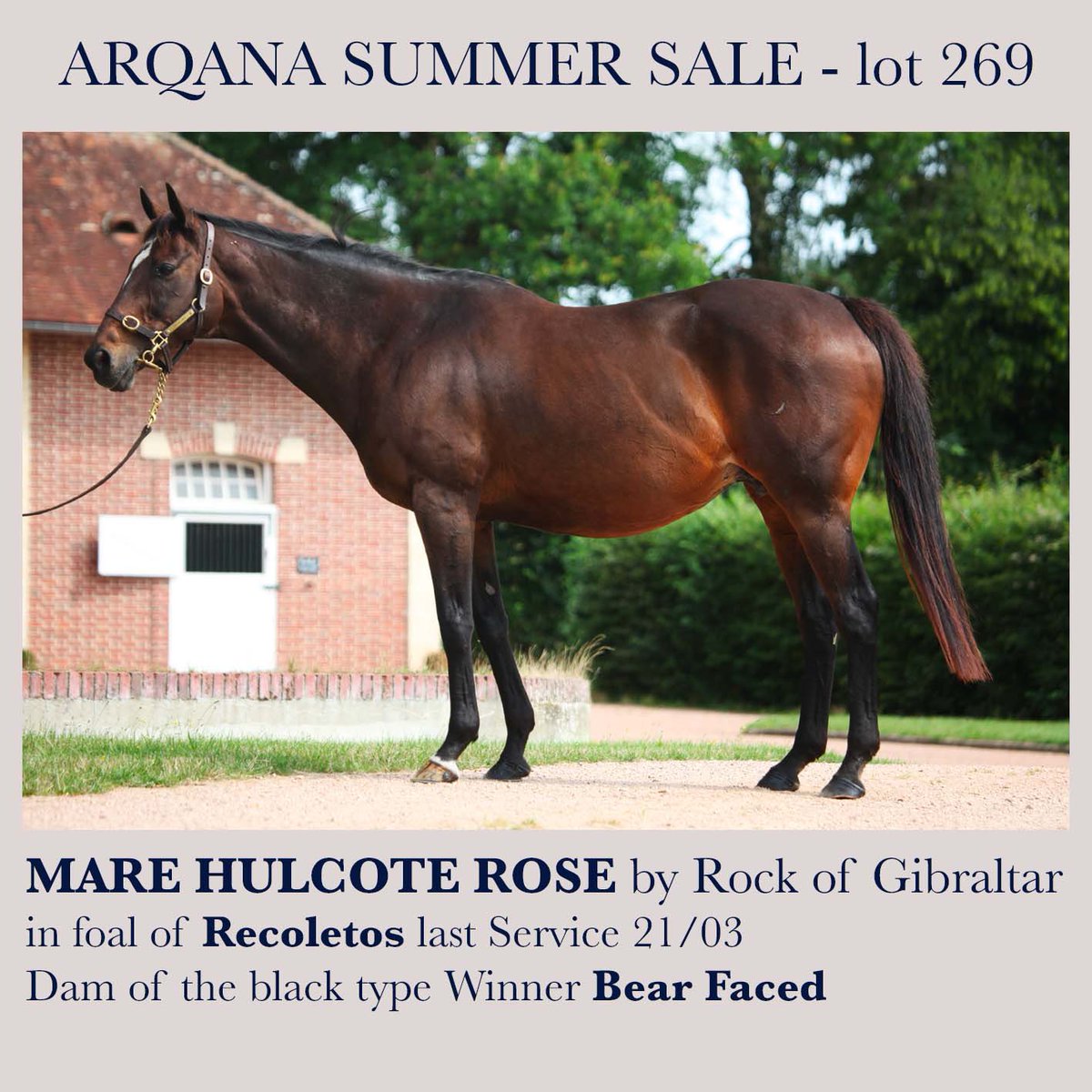 Arqana Summer Sale
Come see those two in yard C