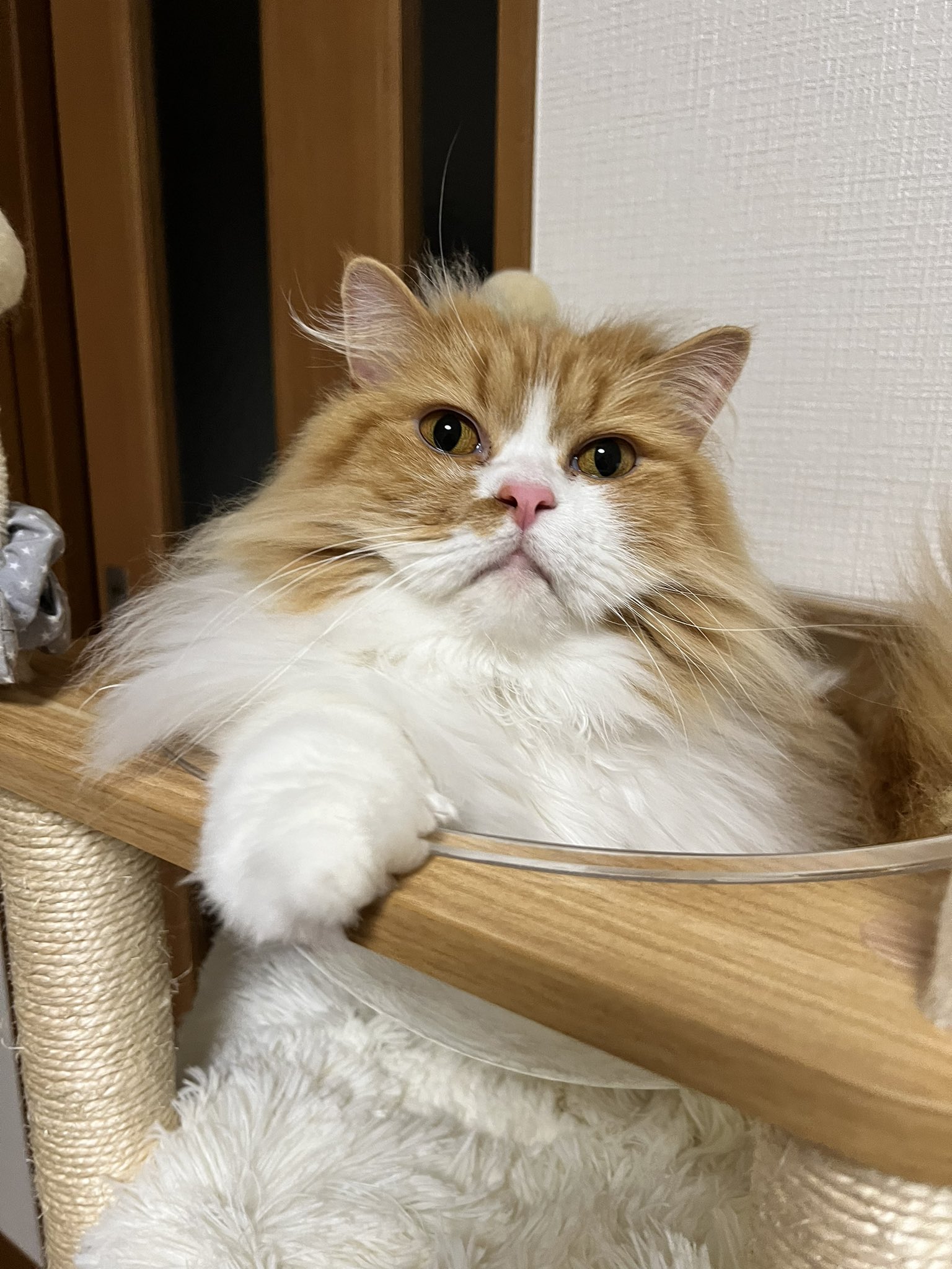 公式の店舗 ざらめちゃん様 ご予約 小動物用品 - gremium.cl