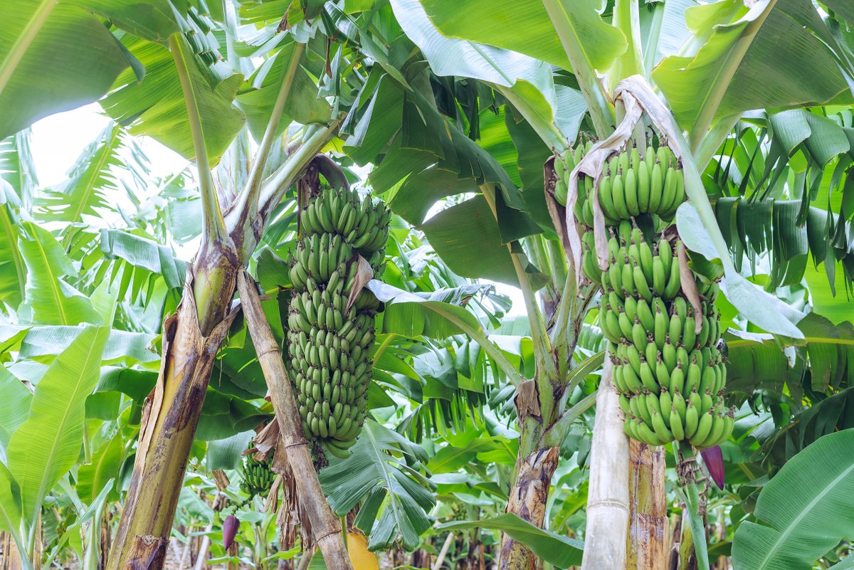 mauamazuri_tz's tweet photo. Vuna Mikungu Mikubwa yenye Afya ukitumia Miche ya Migomba kutoka Maua Mazuri.
"Tunakupa Uhakika wa Mavuno Bora Kila Wakati!"
#tissueculture #ndizi #micheyamigomba #kimalindi #bananabusiness #mzuzu #kilimobiashara #matoke #seedlings #shamba https://t.co/MYMGommYbc