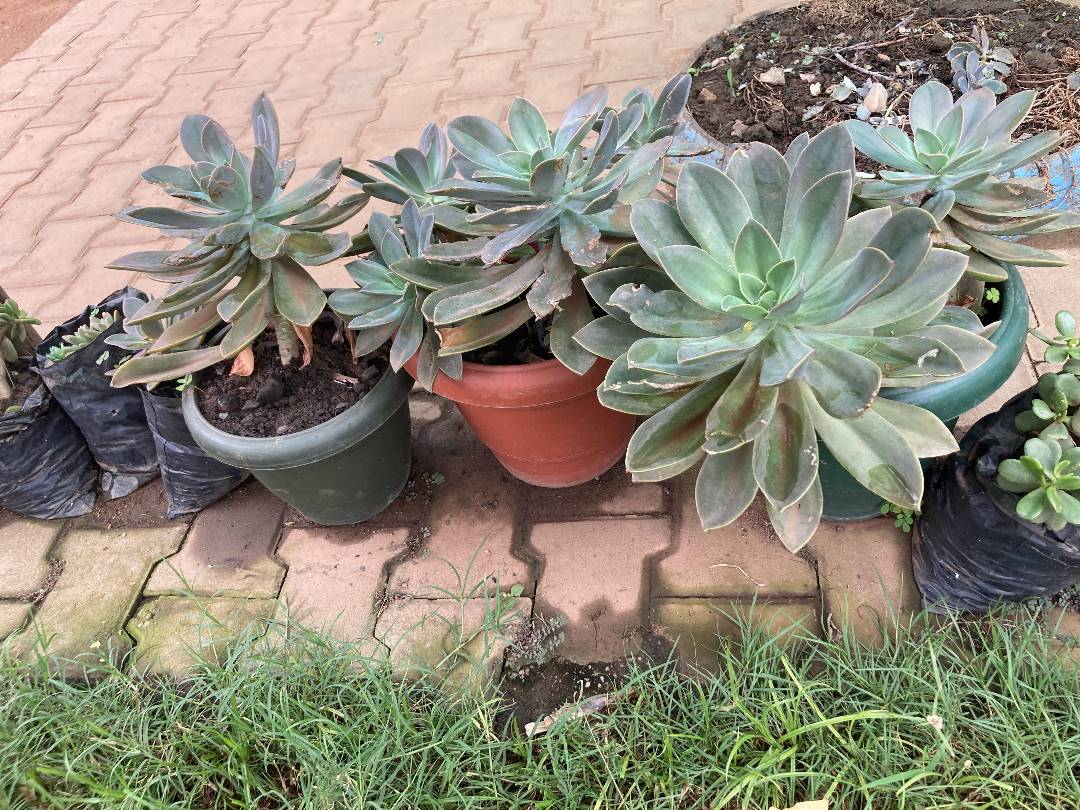 Holistic Actions for Development and Empowerment tweet media