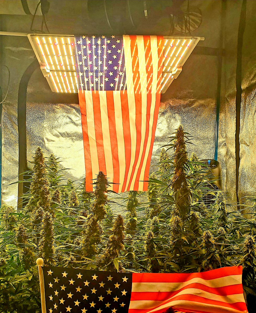 medicalgrower42's tweet photo. Happy 4th of July! 🇺🇲 
@winston_420z and I are going to my father's to shoot guns today. 
This photo is from my Girl Scout Cookies grow in 2020. 😊 
#HomeGrown #growyourown #420community #StonerFam https://t.co/w8r6tAXpsj