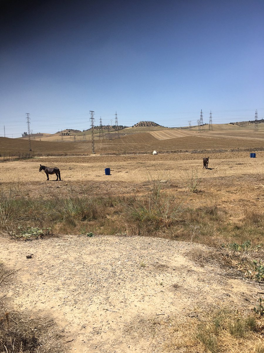 fey_cnf's tweet photo. Mientras tenemos alertas por altas temperaturas,estos pobres animales llevan días abandonados en un lugar que no tiene ni un lugar con sombra donde refugiarse @SantiponceAyto donde están las leyes que protegen a estos animales ? https://t.co/5bwVZf7SKy