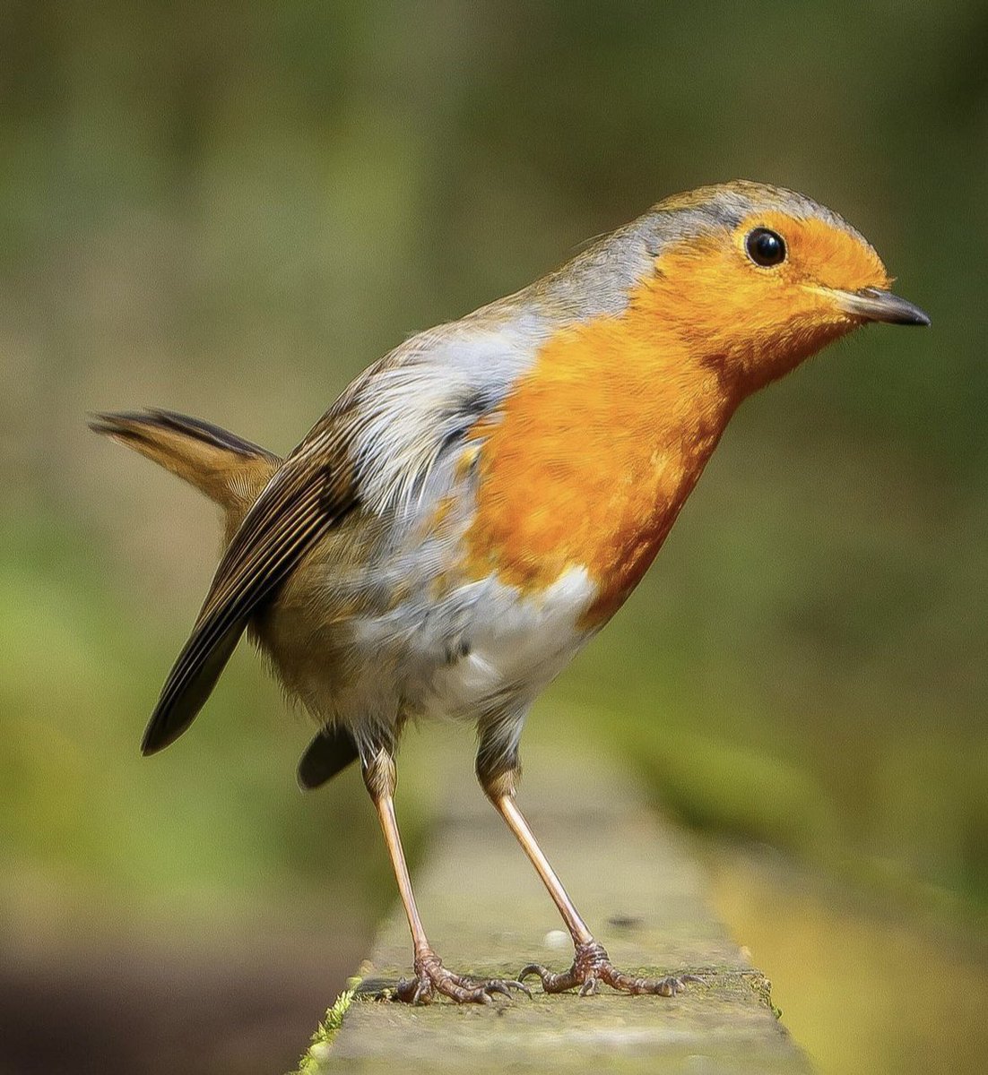 Gareth__JH's tweet photo. @JosueORivas Robin / 📍 Worthington https://t.co/WwogQRTaJ4
