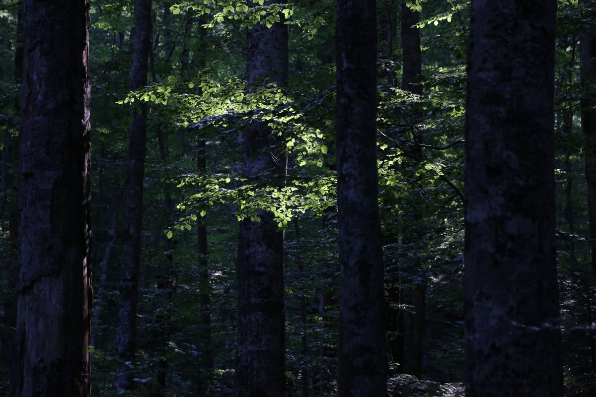 Ecosystem Analysis and Simulation Lab @UBT tweet media