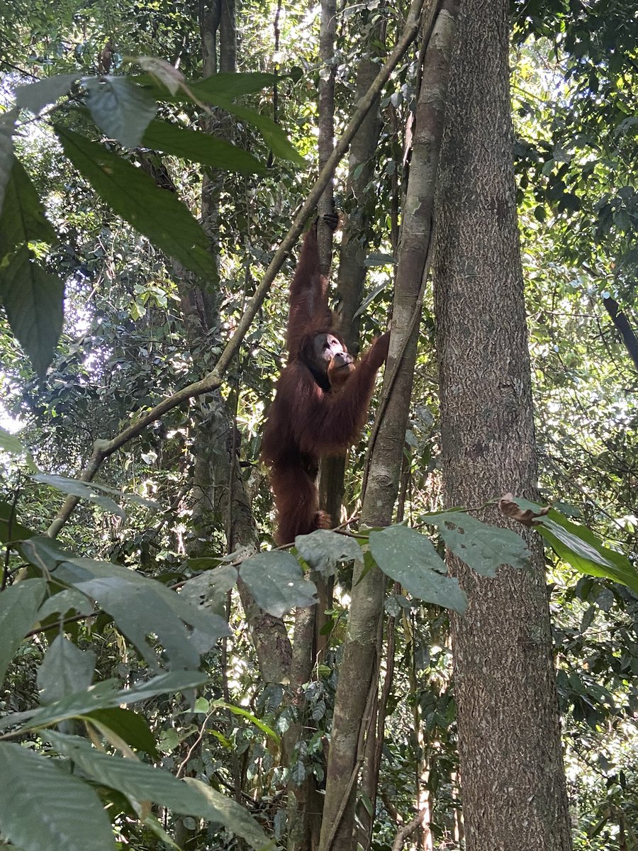 simons_leven's tweet photo. Dag 2-3: ik heb in de jungle geslape wa beter sliep dan verwacht volgende dag zijn we op wandeling in de jungle gegaan op zoek naar oerang oetangs 1 van onze gidsen was Marouane(foto 3) en die man was zo een vibe voor de rest vooral gereden en nog wat dorpjes bezocht https://t.co/EIhBMh2Wn0