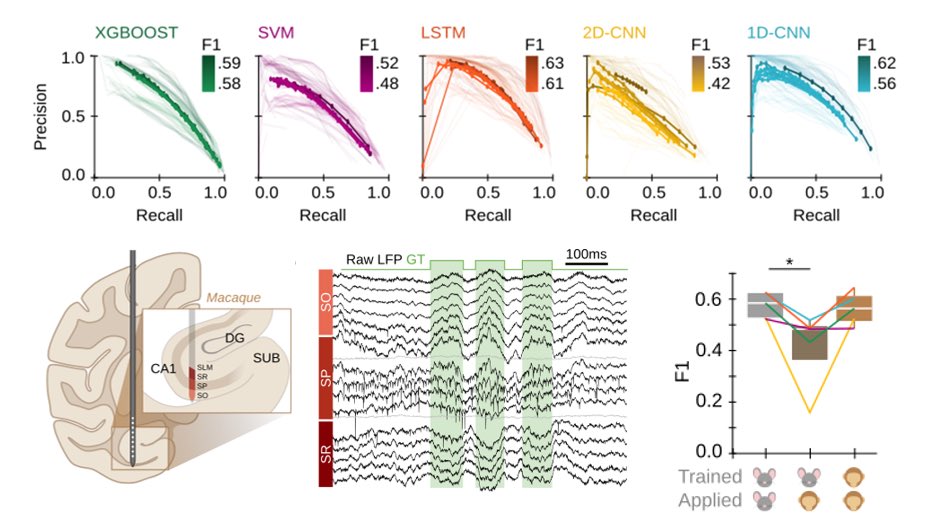 Liset M de la Prida (@lmprida) on Twitter photo New <a href="/biorxiv_neursci/">bioRxiv Neuroscience</a> π !! biorxiv.org/content/10.110β¦ By <a href="/acnavasolive/">Andrea Navas-Olive</a> & Adrian Rubio. An opensource ML toolbox for sharp-wave ripple detection github.com/PridaLab/ripplβ¦ Trained with π data and applied to π in collaboration with <a href="/perpl_lab/">Kari Hoffman</a> & <a href="/SAbbaspoor/">Saman Abbaspoor</a> #DeepCode by <a href="/CaixaResearch/">CaixaResearch</a> New <a href="/biorxiv_neursci/">bioRxiv Neuroscience</a> π !! biorxiv.org/content/10.110β¦ By <a href="/acnavasolive/">Andrea Navas-Olive</a> & Adrian Rubio. An opensource ML toolbox for sharp-wave ripple detection github.com/PridaLab/ripplβ¦ Trained with π data and applied to π in collaboration with <a href="/perpl_lab/">Kari Hoffman</a> & <a href="/SAbbaspoor/">Saman Abbaspoor</a> #DeepCode by <a href="/CaixaResearch/">CaixaResearch</a>