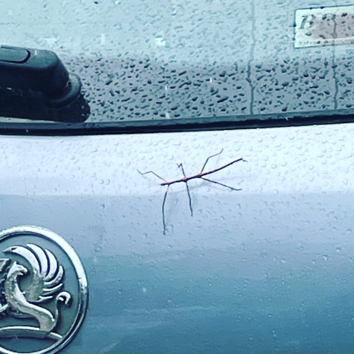 VHethrington's tweet photo. Who knew…… wild stick insect !! #stickinsect 🪳🦗Who knew!! #budleighsalterton https://t.co/BGueUQiehq