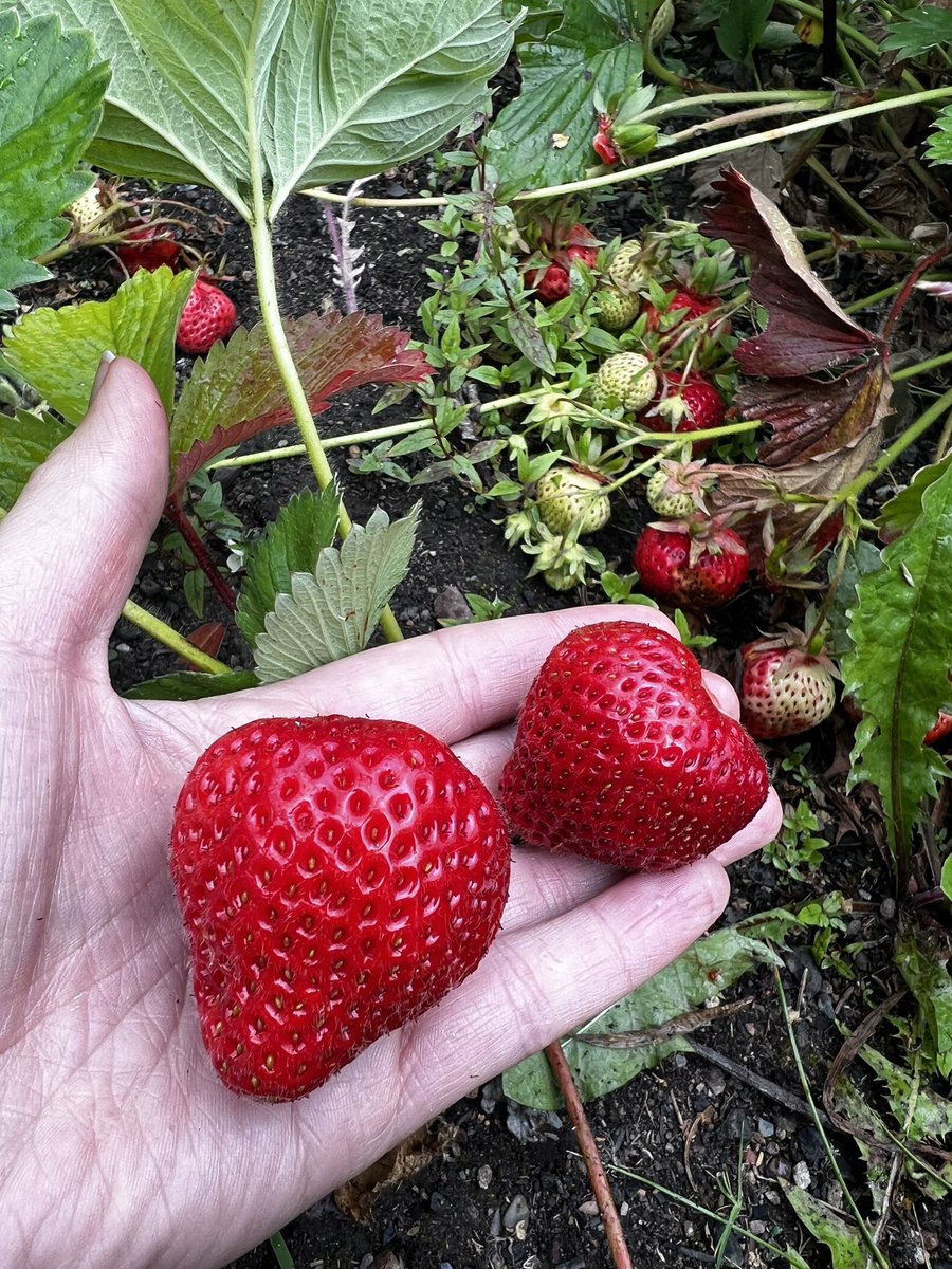 Found these beauts in the garden @Tractodoteth 

#scottishstrawberries #growyourown