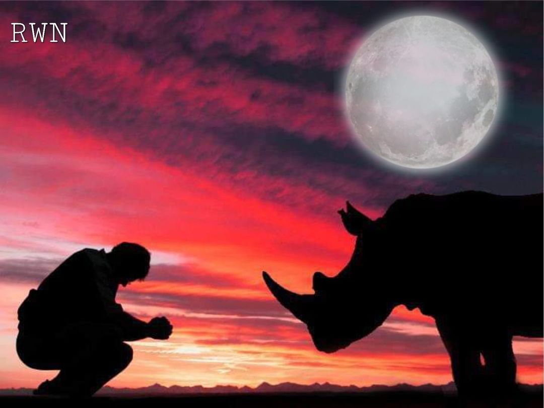 #FullMoon #PoachersMoon tonight. Please spare a thought for our brave rangers out in the field risking their lives to protect  #endangered #rhinos & #wildlife during this very dangerous time, when #poachers are out in full force. Stay safe wildlife warriors!📷 #StopRhinoPoaching