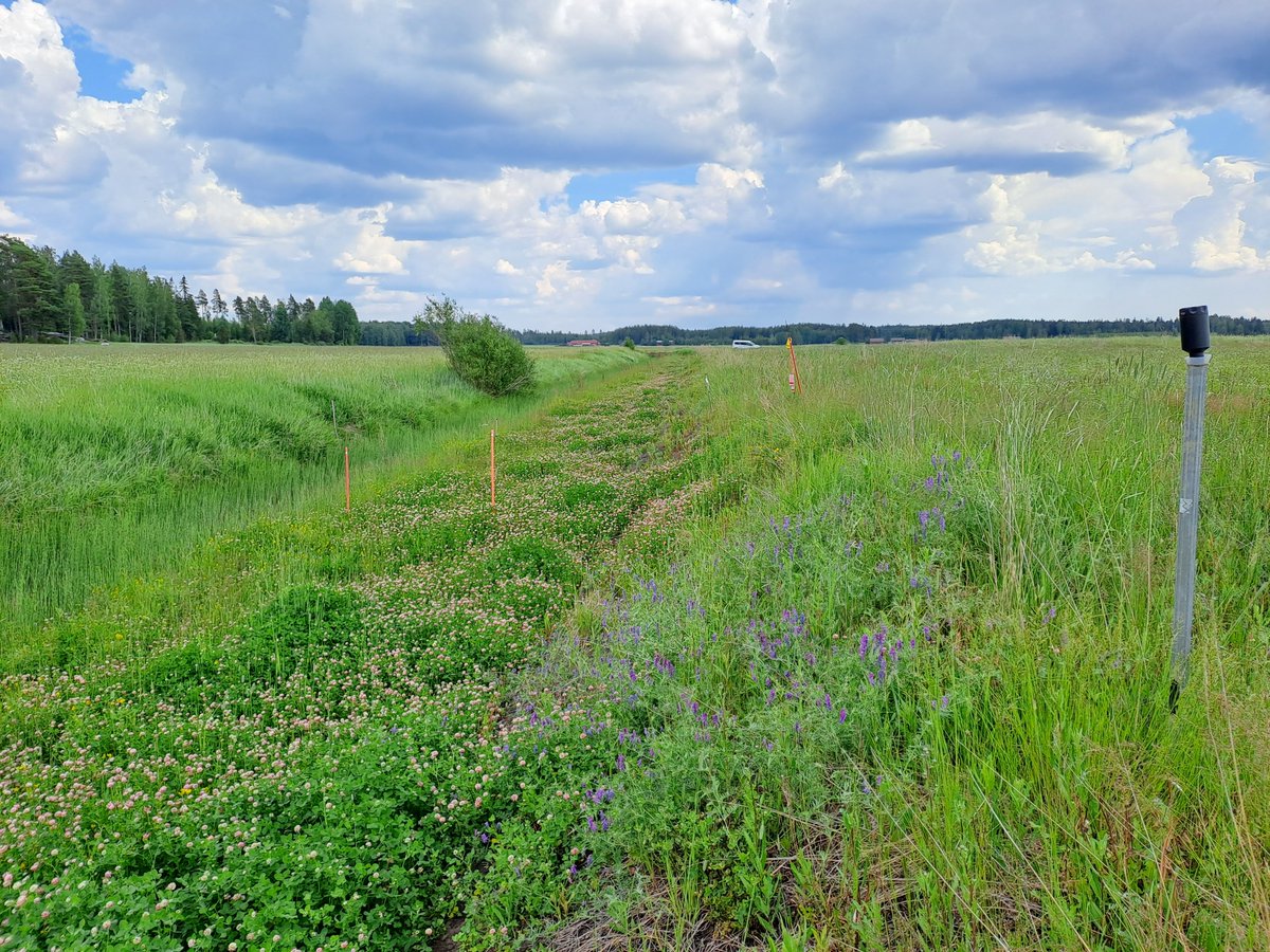 Kaunista oli olla <a href="/AaltoWAT/">AaltoWAT</a> NBS-VEGE-NUTRI-maastohommissa, kun Uuhikonojan kaksitasouoman tulvatasanne kukki silmänkantamattomiin! Pörriäiset pörisi <a href="/TerhoHyvonen/">Terho Hyvönen</a> #vedenvuoro  2-stage channel floodplain blooming in Southern Finland.