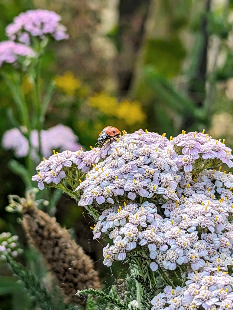 Yarrow