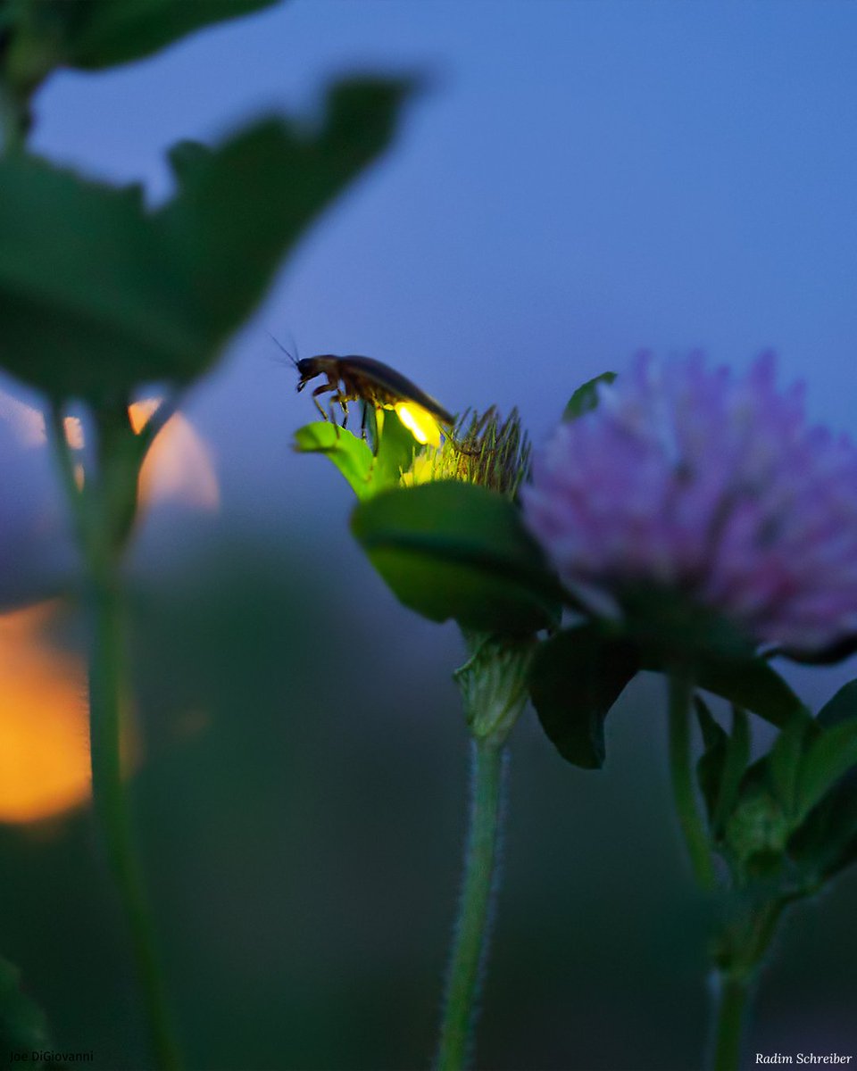 Garden4Wildlife's tweet photo. Known by many names, including lightning bugs and candle flies, fireflies are neither bugs nor flies but beetles.

💥Are you supporting nature’s own firework? A quintessential part of summer evenings, it’s easy to invite them to your garden. https://t.co/BV54SLqoWY https://t.co/jiIGSTtARh