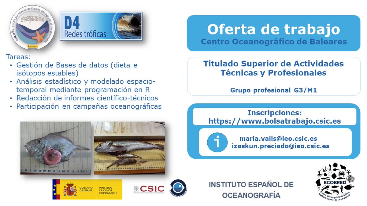 Trofiqueando's tweet photo. Quieres trabajar con nosotros?? Para más información puedes contactar en los correos que aparecen en la oferta.🦑🦀🦐🦞🐟🦈. @ieo_baleares @CSIC @IEOoceanografia https://t.co/oqXVlBRdZw