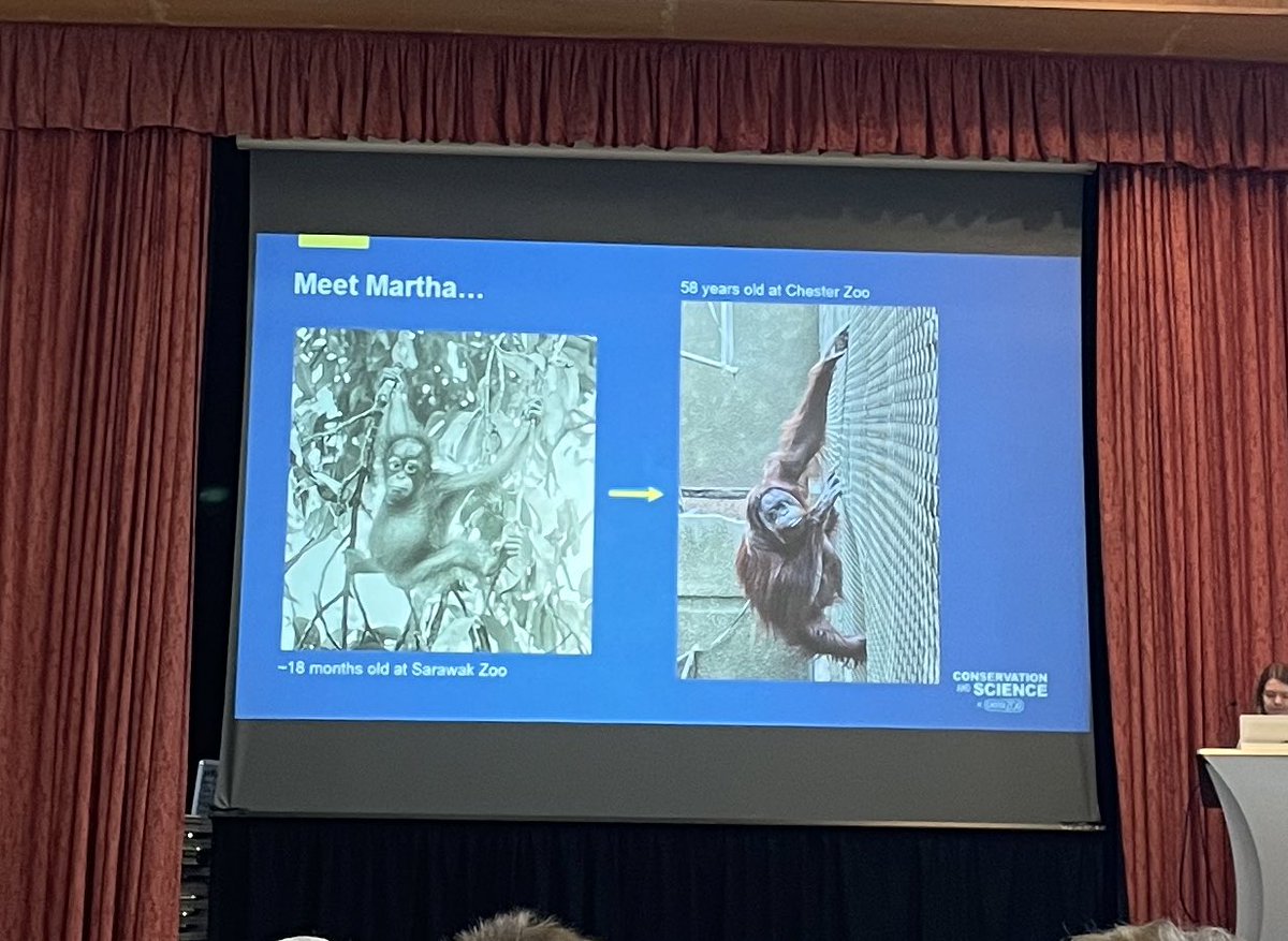 _AmeliaHobson's tweet photo. Brilliant to hear about @ScienceatCZ work with their geriatric orangutan Martha, a brilliant project! #biazaresearch https://t.co/FMOVOhFuFs
