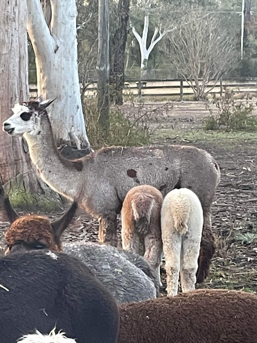 #OMG these 2 beautiful butts have been joined at the hip since birth, and mum Gypsy, mum to 1 of these guys, has been more than happy feeding both - this isn’t generally seen by alpacas.

#alpacashenanigans #alpacas #australianalpacaassociation #betterthansheep