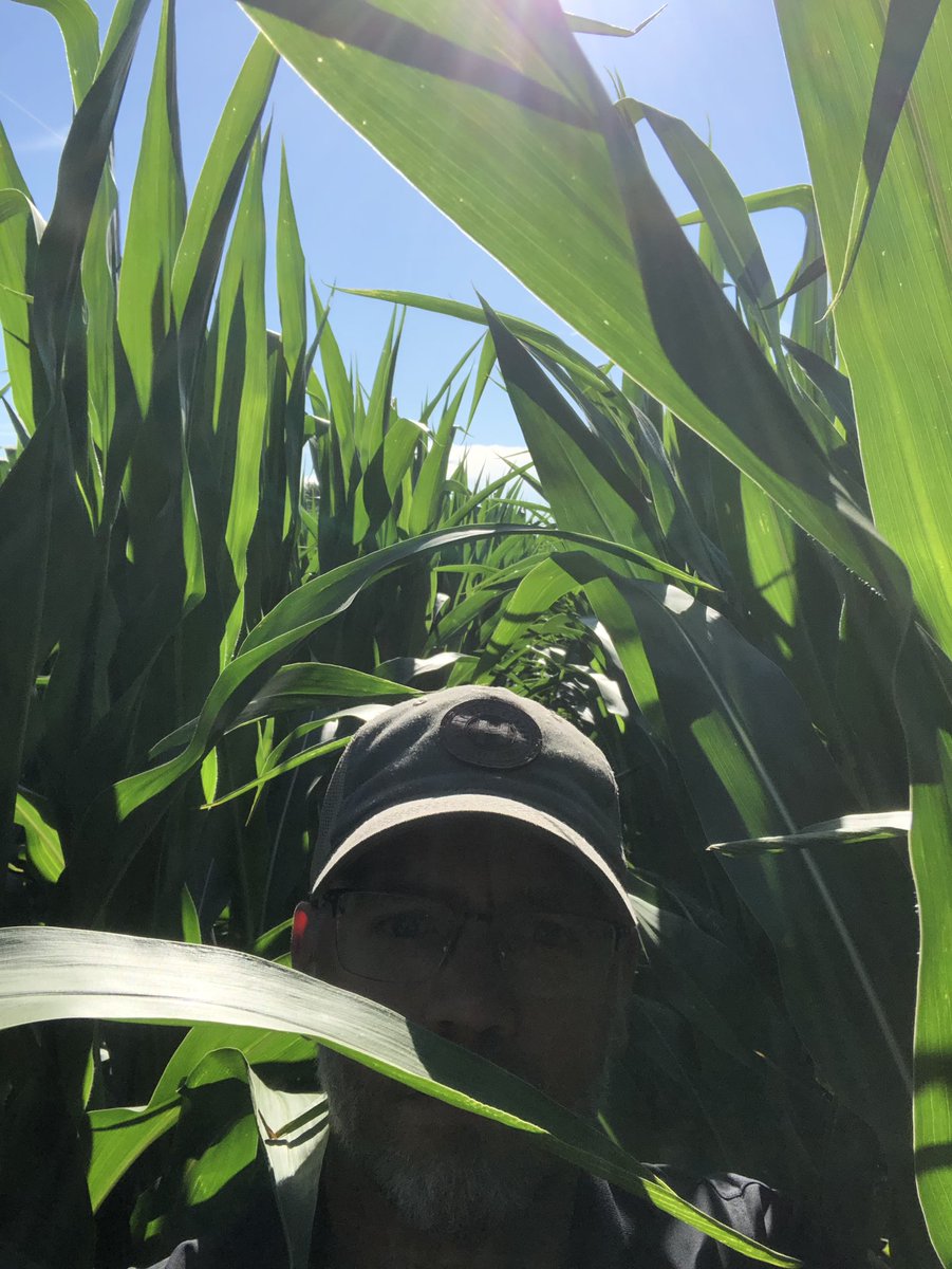 TPust213's tweet photo. I’m convinced that whoever came up with #kneehighbythefourthofjuly was British. ‘Merica has higher standards! Here’s to life, liberty and the pursuit of 300 bushel #corn https://t.co/8JIpSKrzvB
