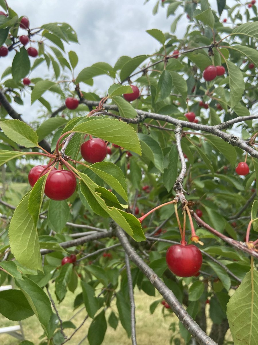 MathiasFarms1's tweet photo. The farm is open today from 8am - 8pm. Last call for PYO is 7pm.

PYO Crops:
Sweet Cherries, Sour Cherries, Red Currants, Mulberries 

In the stand: 
Sweet Cherries, White Cherries, Local Strawberries, Homemade Jam, Local Honey 

#mathiasfarms #pyo #fonthill #pelham #cherries https://t.co/7FdszClXQO