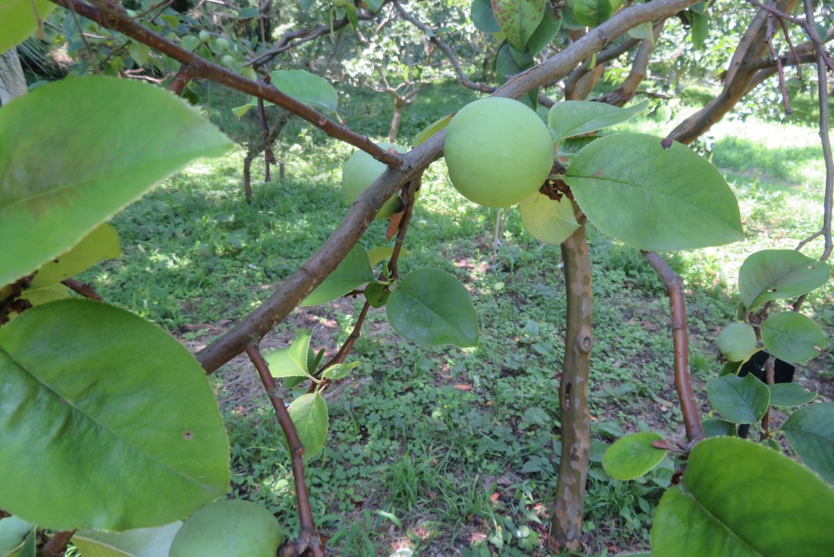 7月4日、山形県酒田市
　光が丘の万里の松原内

樹木に小さな実がなり始めました。

クロウメモドキ
サンザシ
ガマズミ
カリン