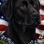 Photo by Aqua-Terra.Dog Canine Water Leak Detection (@AquaDetection)