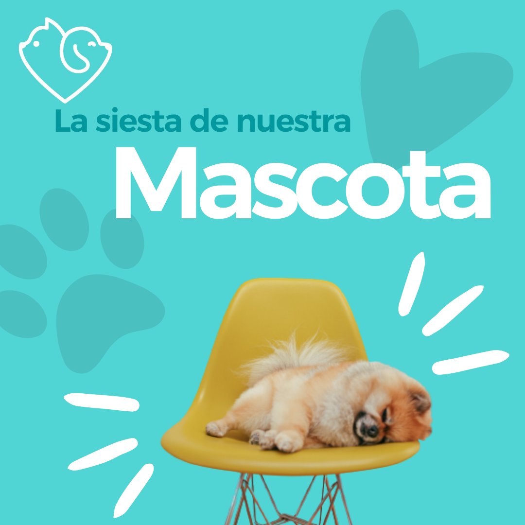 carepetsapp's tweet photo. Las mascotas nos enseñan a disfrutar del descanso y recargar energías en su rincón favorito del sofá o en su camita. A veces, corren o roncan mientras duermen... ¿Has notado que cuando un perro ronca, los demás se suman?🐾😴 #MascotasRelajadas #SueñoDivertido #SiestasPerrunas https://t.co/McNqcXXzih