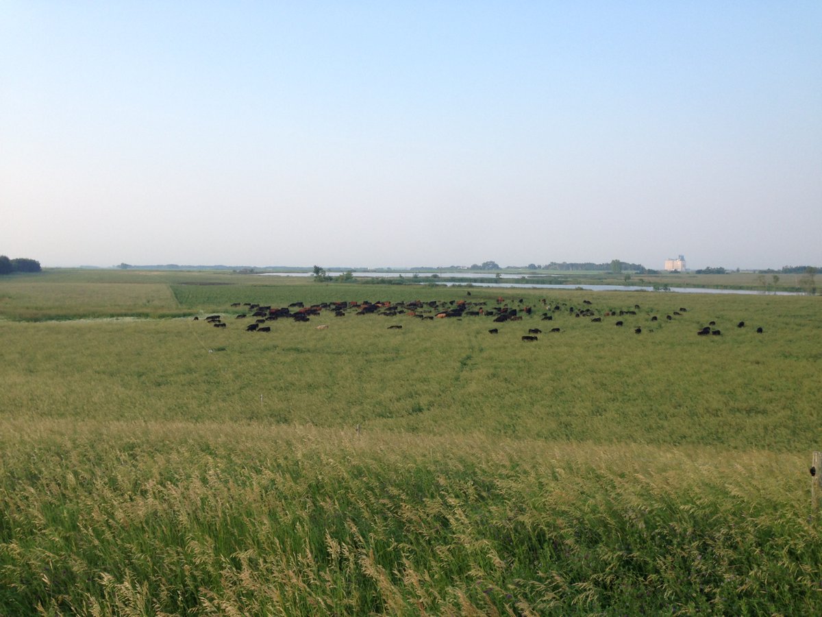 Cover crops, relay cropping, intercropping are all very cool but can be very complex to manage.  We like the good old fashioned perennial forage grazed by ruminants to #regenerate our farm! #boydsbeef #grassfedbeef