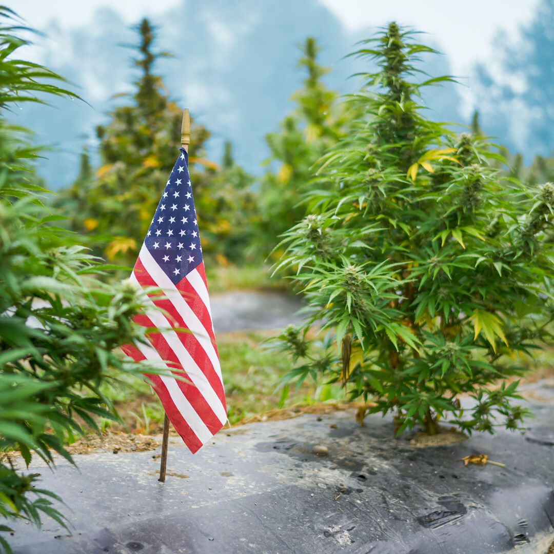 🇺🇸 Happy 4th! Don't forget, BOGO for $4 at MONTKUSH. Use code JULY4 at montkush.com. Offer ends tomorrow, 11:59 pm EST. Celebrate with savings! 🎆