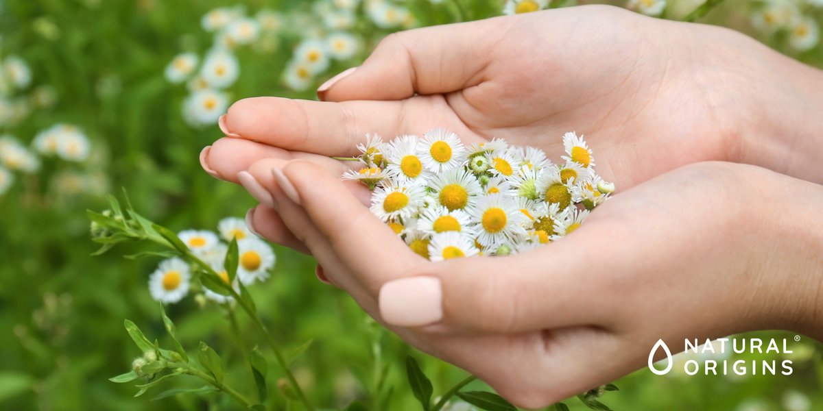 mynatorigins's tweet photo. Which #botanicals for #femininecomfort? #Circulation / #emmenagogue botanicals | #wellbeing, #painrelieving botanicals | #digestion / #fatigue and #energy | #sleep and #stress | Our botanicals used to relieve #PMS | Our #tailormade formulations...: https://t.co/Xq4gYsufJc https://t.co/DJabsrrJA8