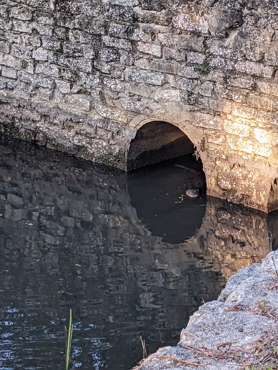 happyflippers's tweet photo. Y'ALL! I SAW AN OTTER IN MY NEIGHBORHOOD! I'VE NEVER BEEN THIS HAPPY! (I know this picture is bad but they were so cute and suspicious 👀) https://t.co/hVIt2LNn7M