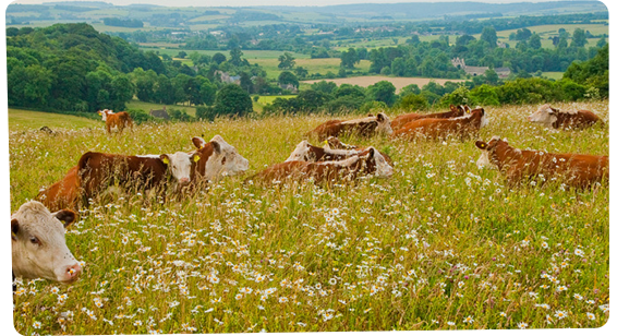 Pasture For Life tweet media