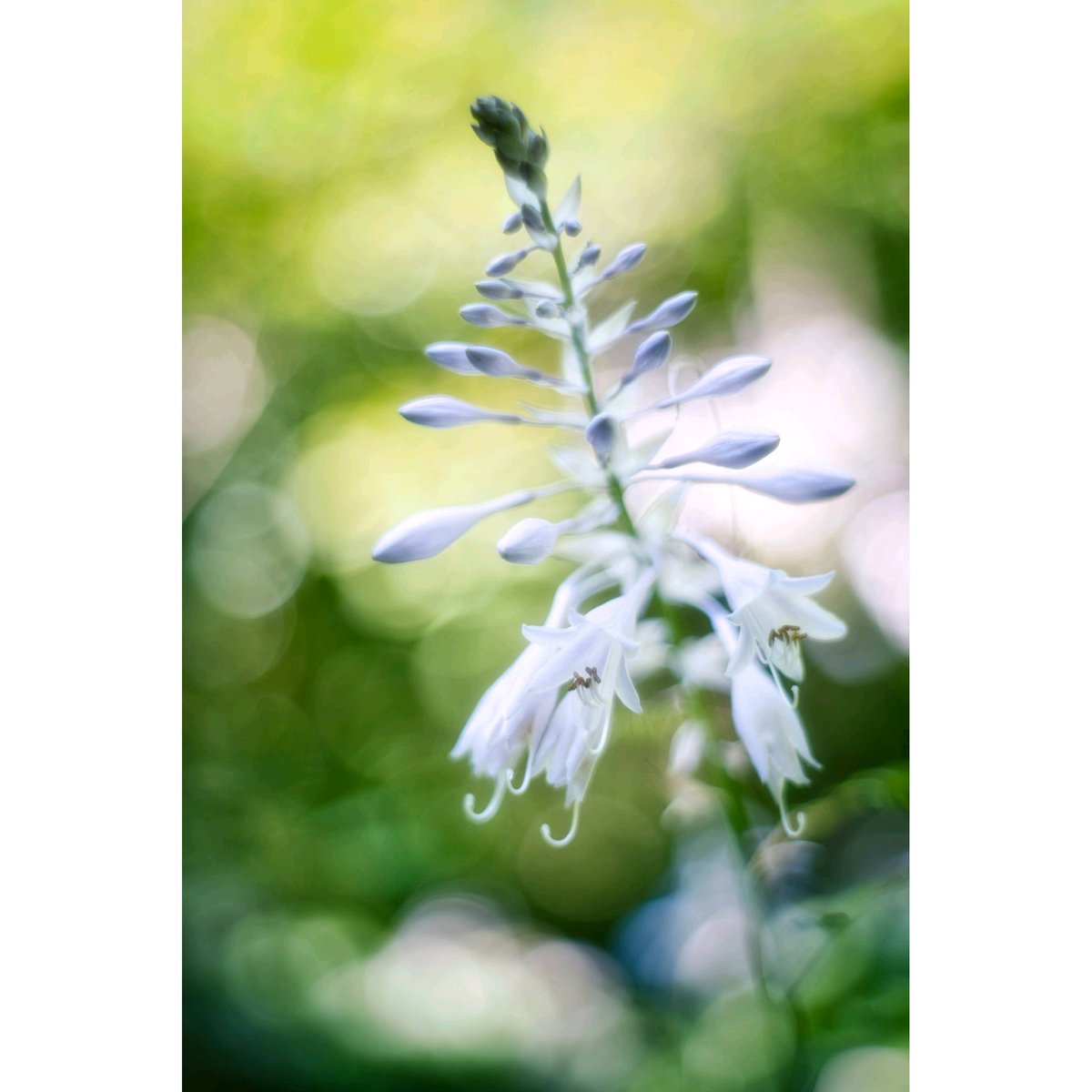 #flower #flowerphotography #photography #photo #α7c #sonyα7c #京都府立植物園 #oldlens #vintagelens #bokeh #bokehphotography #bokehphoto #開放寫眞部 #玉ボケ寫眞部 #オールドレンズ部 #オールドレンズ #ビンテージレンズ #ファインダー越しの私の世界 #オールドレンズに恋をした