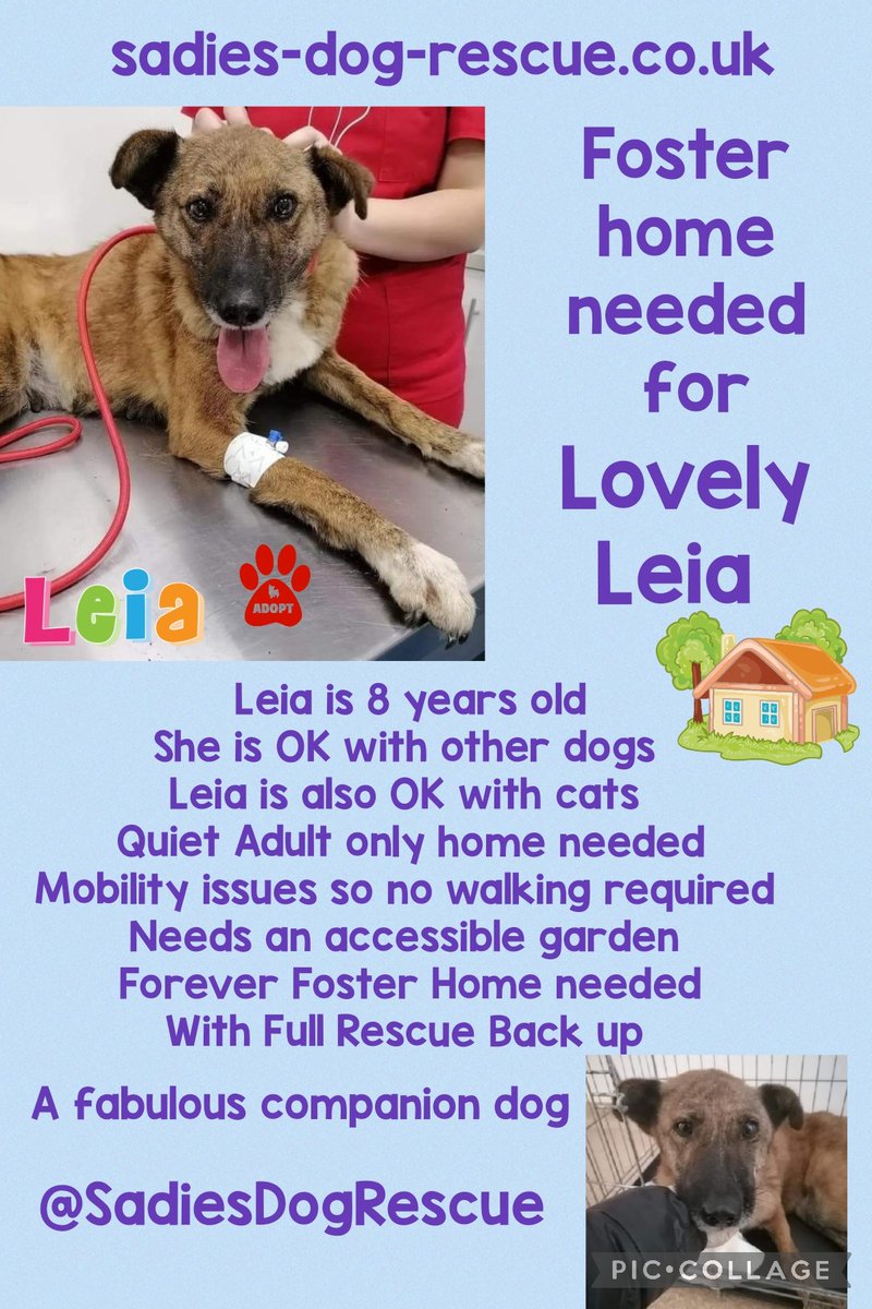 Sadies Dog Rescue tweet media