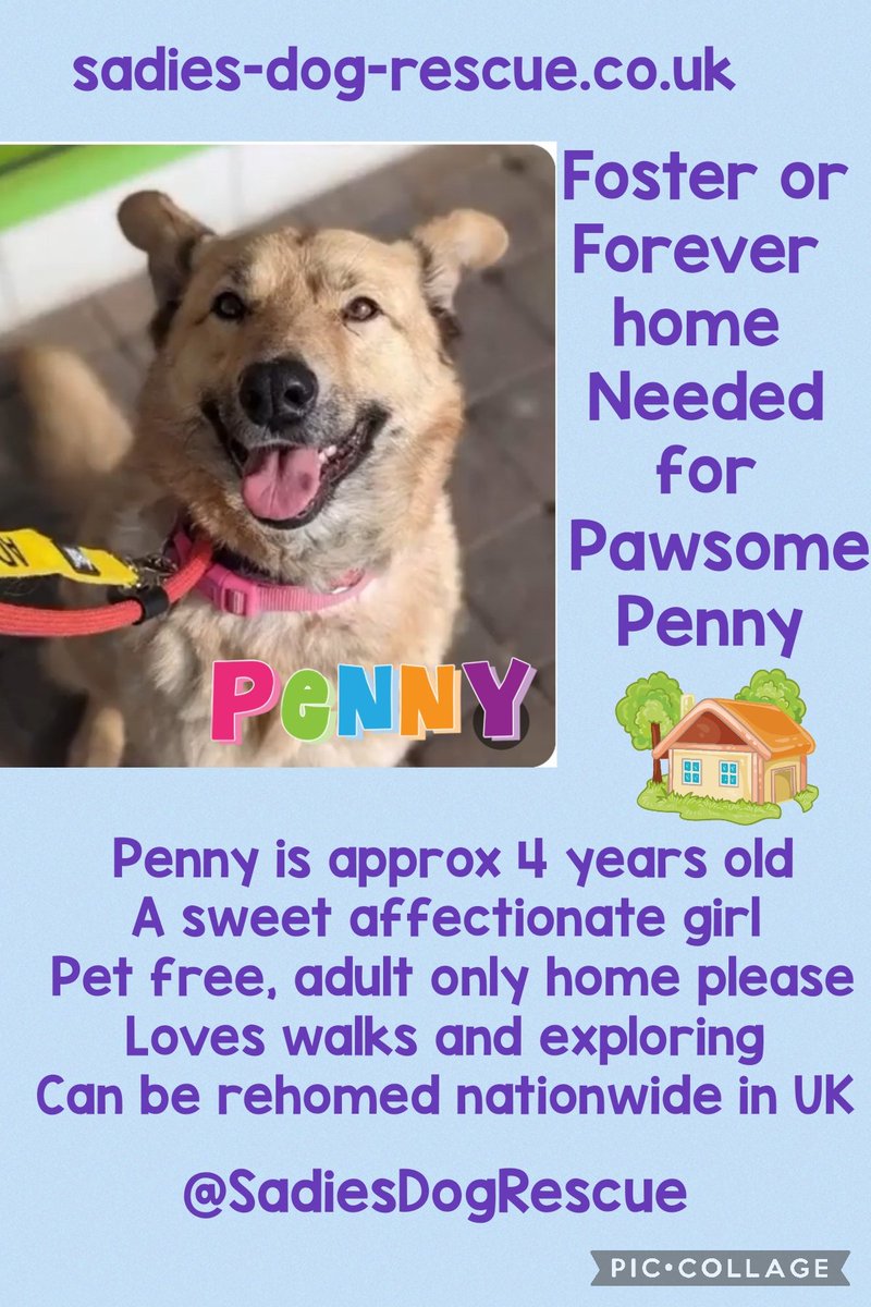Sadies Dog Rescue tweet media