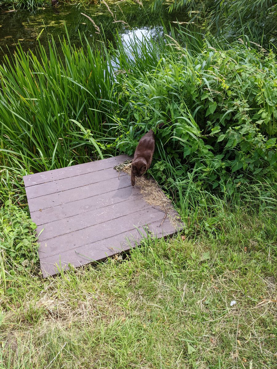 Spotted a rare "chocolate" cat by the river!