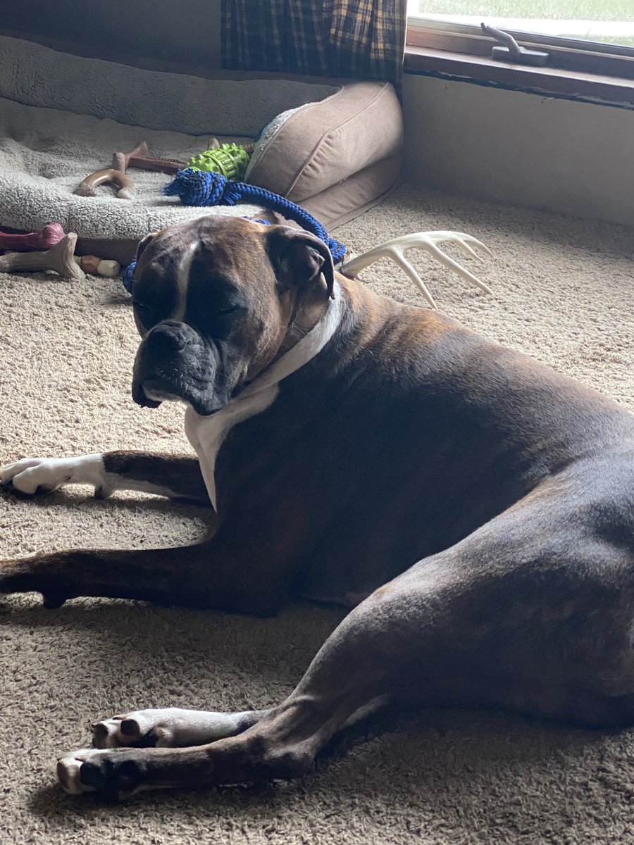 Apparently I’m boring him #boxers #boxerdogsoftwitter #dogsoftwitter #boxerlove