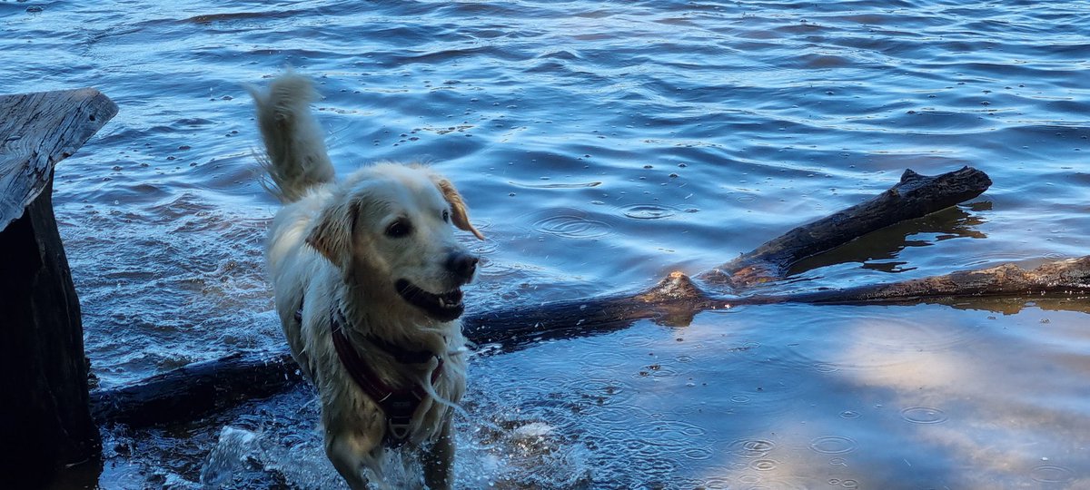LassieRS's tweet photo. Went to the water with Nova and mother. 
Look at her being happy around water. https://t.co/fXhUzia9rp