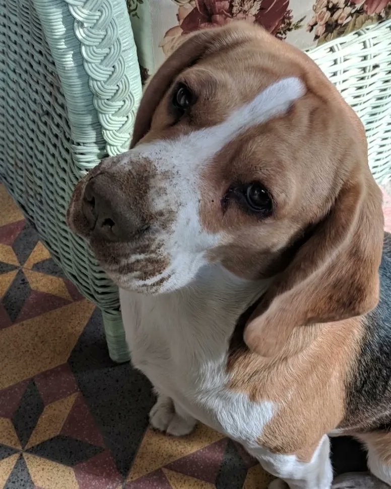 beaglefacts's tweet photo. The white muzzle, chest, and paws of a #beagle may occasionally display traces of past activities; the hound often finds this a hindrance to their mischievous pursuits. #beaglefacts

📷 @seemarkmenon / Twitter https://t.co/oKKJxY8Yiy