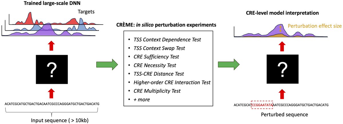 Excited to share new work with <a href="/ToneyanSh/">ShToneyan</a>!

CREME (Cis-Regulatory Element Model Explanations), a suite of in silico perturbation experiments to uncover the rules of gene regulation learned by large-scale DNNs trained on functional genomics data. biorxiv.org/content/10.110…