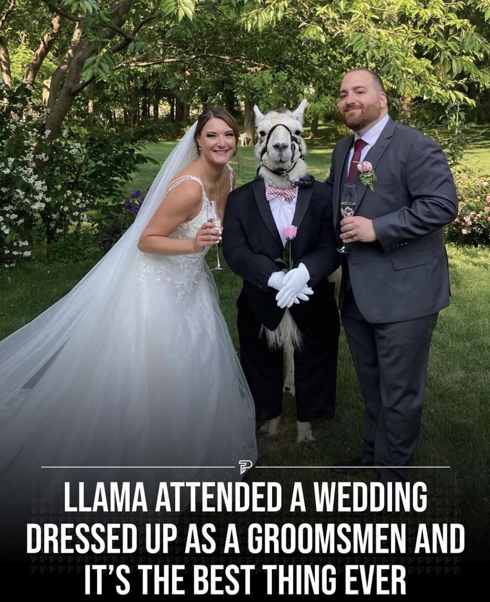 The Good Llamaz 🚀 MINTING NOW tweet media