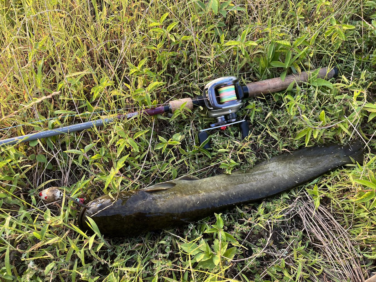 catfish_kun's tweet photo. 本日のナマズ釣果
仕事帰りにデイナマ😊
相変わらず最近は軽いキスバイトばかり💦
大型の子ほど食うの下手な説🤔(笑)
今回もデカポップちゃん➡️イブポップちゃんの最強ローテで👍✨
今日もありがとね〜🥰✨✨
8バイト2ヒット1ゲット
#マサ工房 #イブポップ #ザクトクラフト #flixir #デイナマ https://t.co/g43NitXjA9