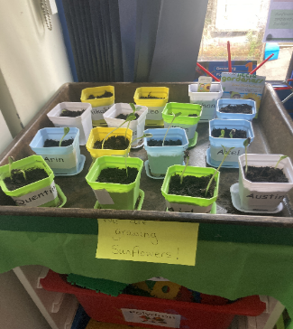 LoyolaPrepEssex's tweet image. PP1 boys (year 1) : “Our topic in Science is growing. We are learning the names for the different parts of the plant. Look at our sunflowers starting to sprout!” #sunflowerseverywhere #privateschool #privateeducation #catholicschool