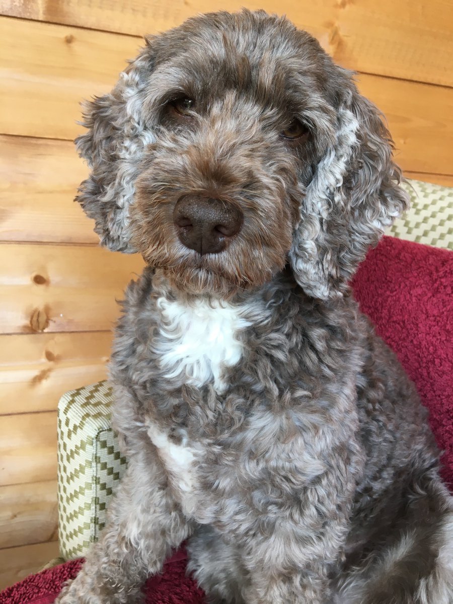 OUHospitals's tweet photo. Bree, a Pets As Therapy (PAT) 11-year-old cockerpoo was nominated for a Staff recognition Award which is happening this Thursday.

Bree has been volunteering at OUH for five years, and patients and staff are always delighted to see her.

More on this 👇

https://t.co/HQWjBv9aYc https://t.co/7JSk1N7i7v