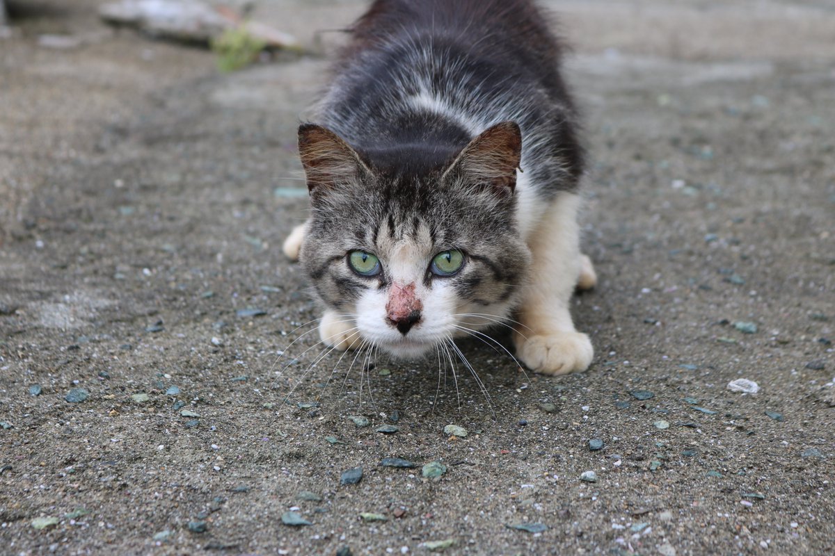 aoshima_cat's tweet photo. かつて青島にいた猫　「幸」(さち)

「幸」(さち)は２０２０年７月に青島を出て里親に引き取られました。
独りぼっちの猫で、いつも他の猫からいじめられていました。
「幸」(さち)はおしっこのにおいが彼の毛についていたようです。

今は里親の元で幸せに暮らしています。 https://t.co/J0prSKwIzp