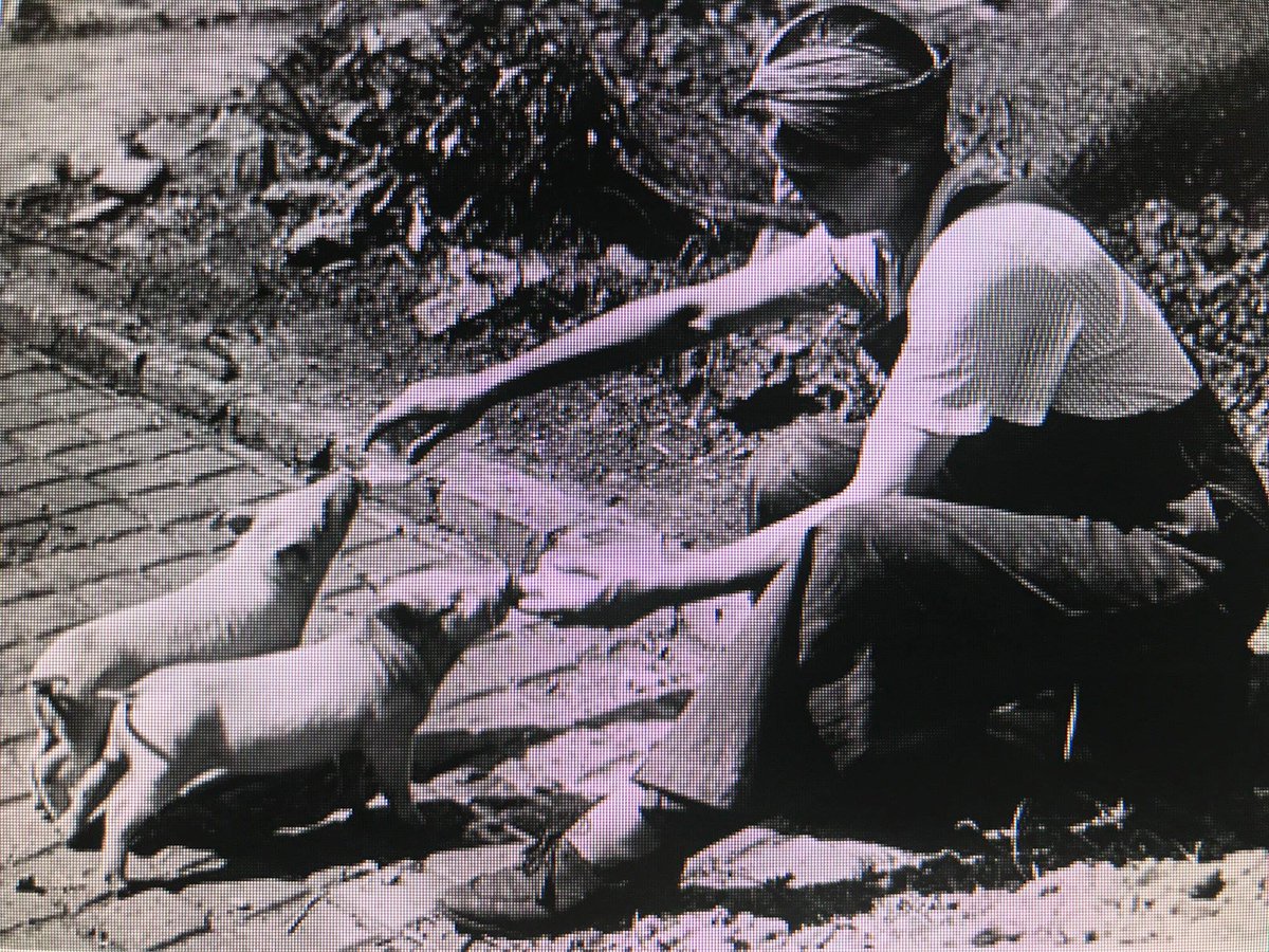 SocStreatham's tweet photo. #OTD 4th July 1943 pig breeding  farm in the bomb damaged gardens of houses in #Streatham #Furzedown #StreathamHistory  #wartimefarming #pigbreeding https://t.co/jSOiBW5qDb